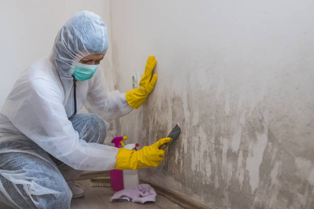 Professional Mold Remediation in Honeoye Falls, NY