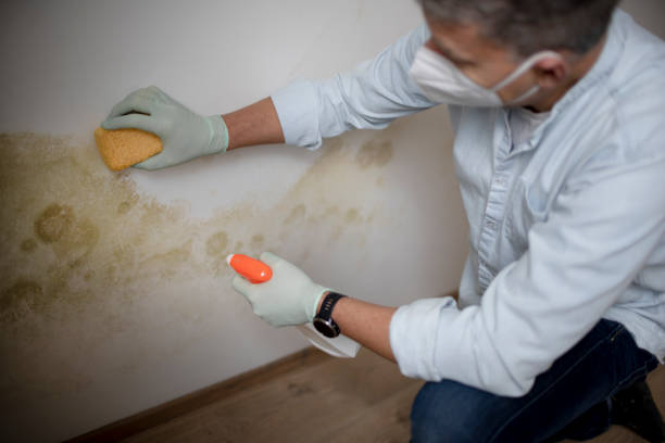 Best Black Mold Remediation in Honeoye Falls, NY