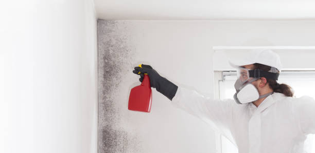 Best Bathroom Mold Remediation in Honeoye Falls, NY